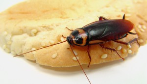 Pest Control 33